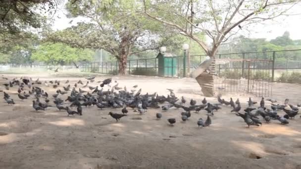 Pombos Alimentando Quadrado — Vídeo de Stock