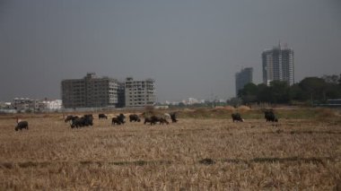 Hindistan kırsal kesimindeki bufalo çiftliği.