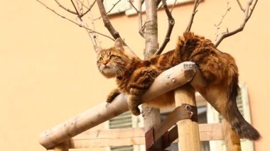 kedi evde oynuyor.