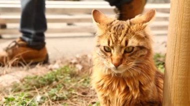 kedi evde oynuyor.