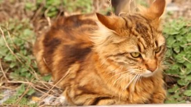 kedi evde oynuyor.