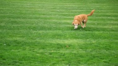 Kırsal bölgedeki Sokak Köpeği