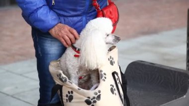 Kırsal bölgedeki Sokak Köpeği