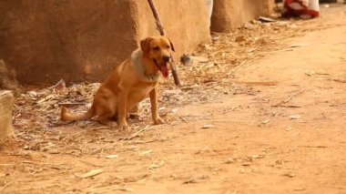 Kırsal bölgedeki Sokak Köpeği