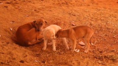 Kırsal bölgedeki Sokak Köpeği