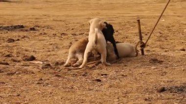 Kırsal bölgedeki Sokak Köpeği
