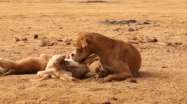 Kırsal bölgedeki Sokak Köpeği