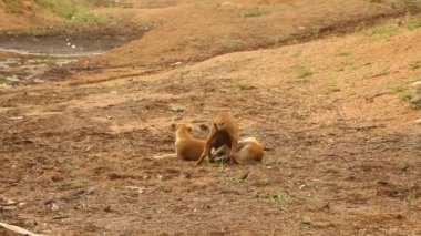 Kırsal bölgedeki Sokak Köpeği
