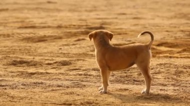 Kırsal bölgedeki Sokak Köpeği