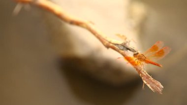 Bir yusufçuğun makro görüntüsü