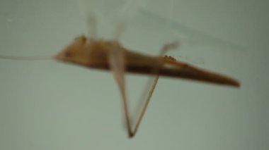 Böcek Sineği böceğinin makro görüntüsü