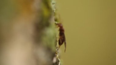 Böcek sineğinin makro görüntüsü