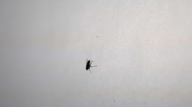 Böcek sineğinin makro görüntüsü