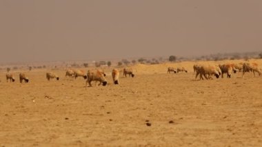 Keçi çöl Rajasthan Hindistan