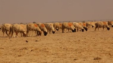 Keçi çöl Rajasthan Hindistan