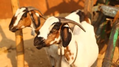 Kırsal alan Köyü'nde keçi