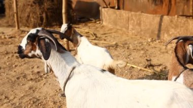 Kırsal alan Köyü'nde keçi