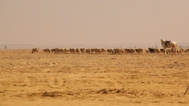 Keçi çöl Rajasthan Hindistan