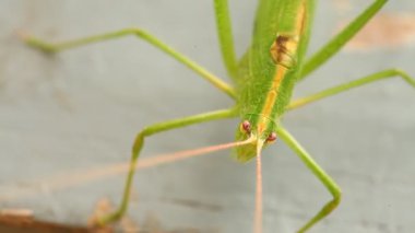 Çekirge Makro çekim