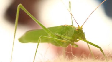 Çekirge Makro çekim