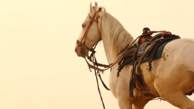 Rajasthan Hindistan çölde at