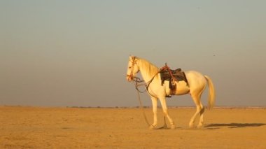 Rajasthan Hindistan çölde at