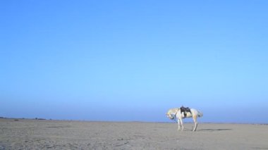 Rajasthan Hindistan çölde at