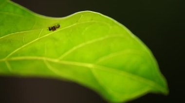 Böcek sineğinin makro görüntüsü