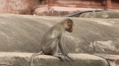 Indian Monkeys in Temple at rural area