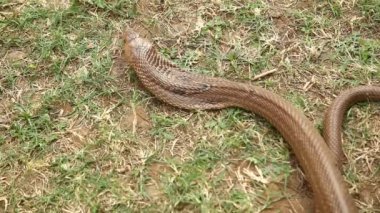 snake cobra close up