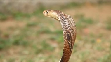 snake cobra close up