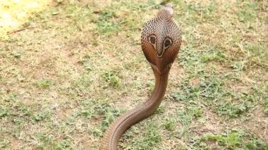 snake cobra close up