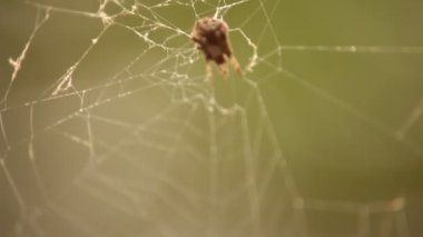 Korkunç Örümcek Ağı Dokusu