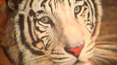 Bengal kaplanı erkek.