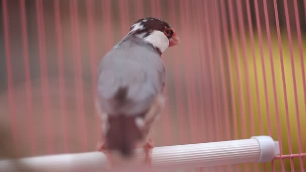 Gros Plan Bel Oiseau Dans Cage — Video