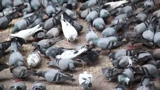 Porumbeii Hrănesc Piață — Videoclip de stoc