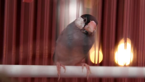 可爱的小鸟在笼子里的特写镜头 — 图库视频影像