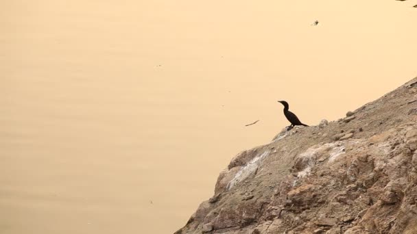 大自然中的鸟 — 图库视频影像