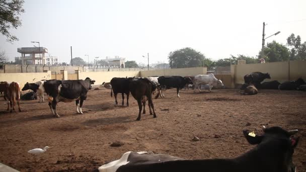 印度农村地区的水牛场 — 图库视频影像