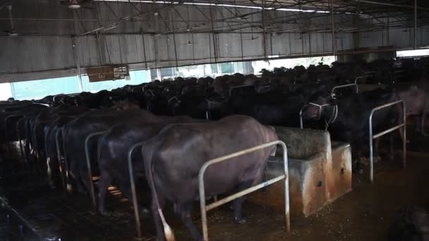 Fazenda Buffalo Aldeia Rural Área Índia — Vídeo de Stock