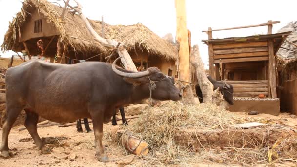 Buffalo Ferme Village Rural Zone Inde — Video