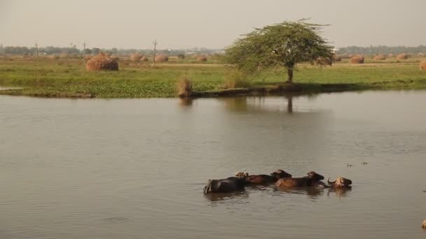 Fattoria Bufali Nel Villaggio Rurale Area India — Video Stock