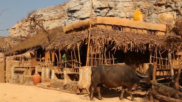 Granja Búfalo Aldea Rural Área India — Vídeos de Stock
