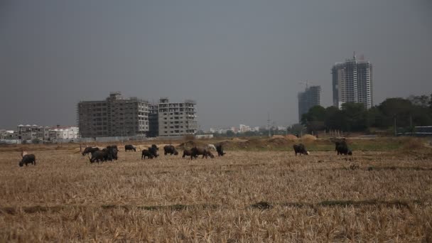 Hindistan Kırsal Kesimindeki Bufalo Çiftliği — Stok video