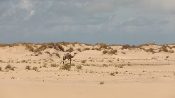 Kamel Öknen Kenya Afrika — Stockvideo