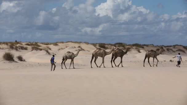 砂漠のラクダ ケニアアフリカ — ストック動画