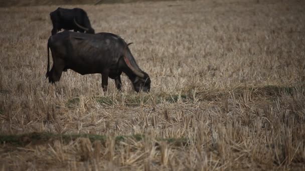 Buffalo Αγρόκτημα Στο Χωριό Αγροτική Περιοχή Ινδία — Αρχείο Βίντεο
