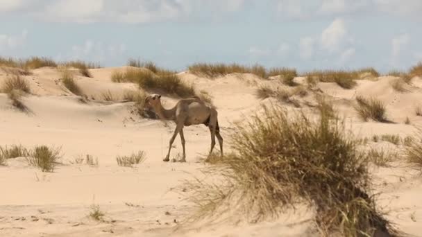 Camello Desierto Kenia África — Vídeos de Stock
