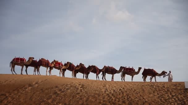 Верблюд Пустелі Кенія — стокове відео