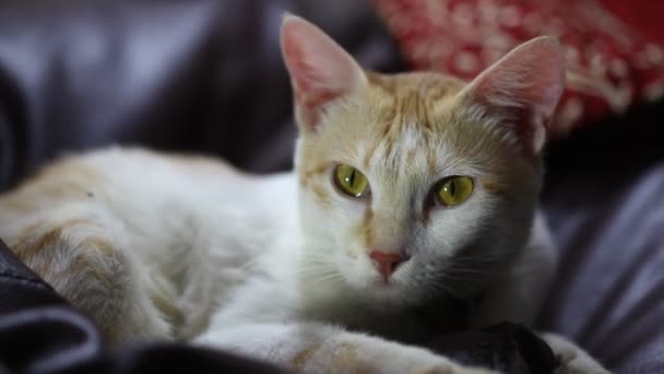 Γάτα Παίζει Στο Σπίτι — Αρχείο Βίντεο